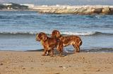 KING CHARLES SPANIEL 079
